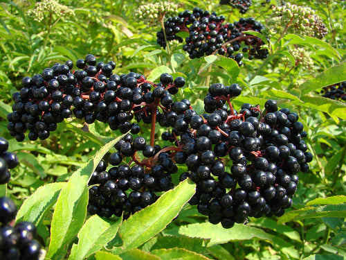 Kitchen Herbalism - Elderberry Syrup - Miranda's Minerals